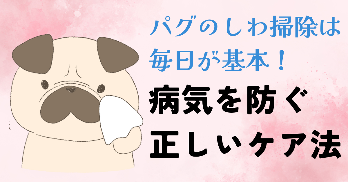 パグのしわ掃除は毎日が基本！病気を防ぐ正しいケア法